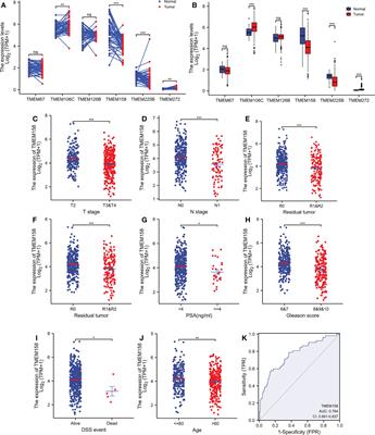 TMEM158 expression is negatively regulated by AR signaling and associated with favorite survival outcomes in prostate cancers